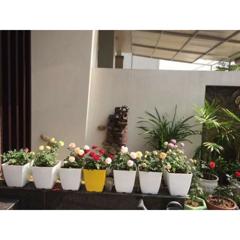 Chậu nhựa vuông trồng hoa cây cảnh văn phòng V20, chậu vuông màu trắng hàng loại 1 dày đẹp, KT 20x20x20cm.