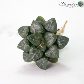 Sen đá kim cương Haworthia Comptoniana Hyb '01'