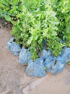 Mận hậu- Mận tam hoa