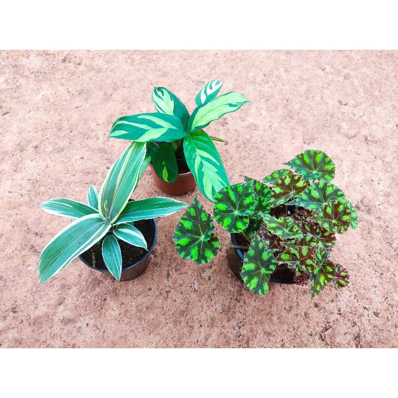 Chậu cứng sắc vàng cá tính