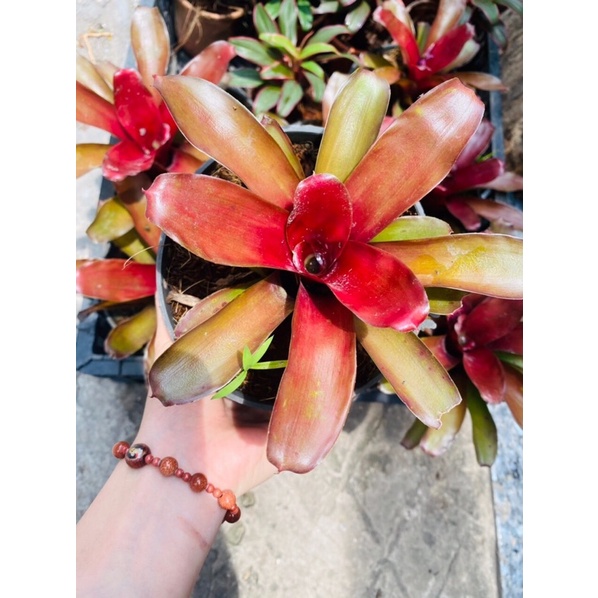 Dứa tiểu phụng mini set bình terrarium, gắn lũa, đá hồ bán cạn ( 1 cây )