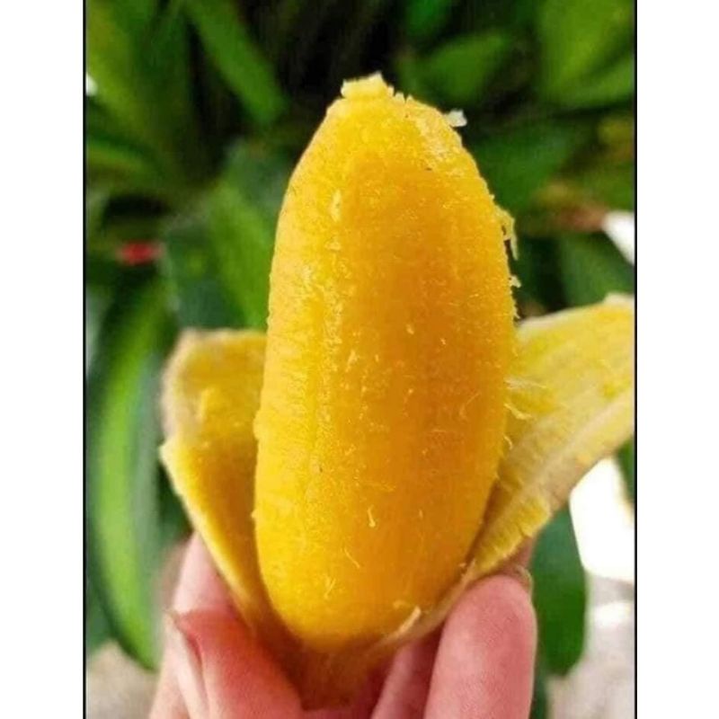 1500g chuối sáp bến tre chưa luộc