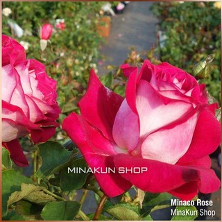 Hoa hồng ngoại Monica Rose siêu đẹp cánh 2 màu - MinaKun Shop