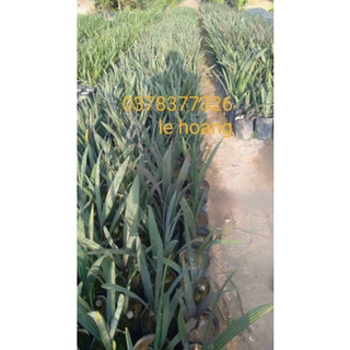 Kè bạc cây giống