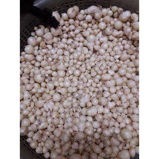 củ nén- hành tăm 500 gr