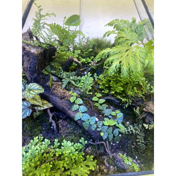 Vảy ốc lá phong, vảy ốc minima, dây leo vảy ốc, dây leo tường terrarium.