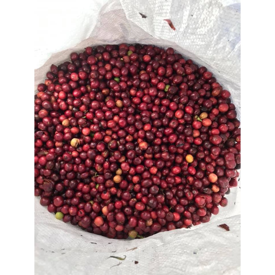 Cà Phê Bột Little Lyly Coffee pha phin/cold brew/pha máy dòng hiện đại CÓ VỊ CHUA THANH (Fruity) | BigBuy360 - bigbuy360.vn