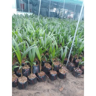 Combo 5 dừa dâu