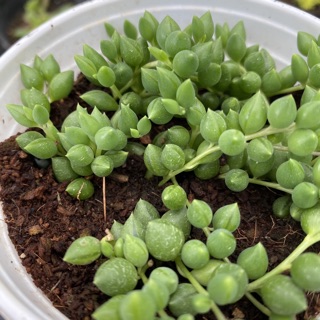 Sen đá giọt nước dài