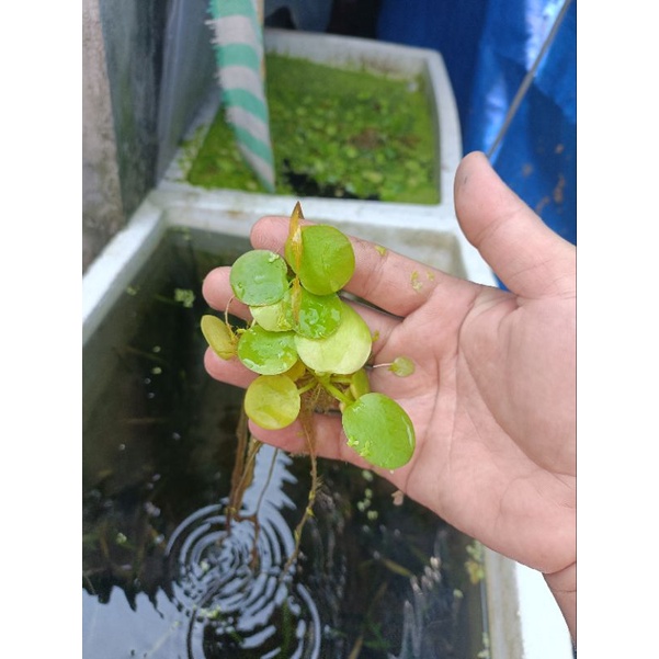 bèo nhật rễ siêu dài