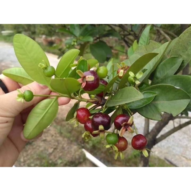 Cây giống chery