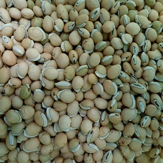 500 gram bạch biển đậu