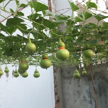 Hạt giống bầu hồ lô cao sản 20 hạt - siêu quả - quả xanh bóng vị ngọt - trồng quanh năm - thu hoạch sau 40 ngày