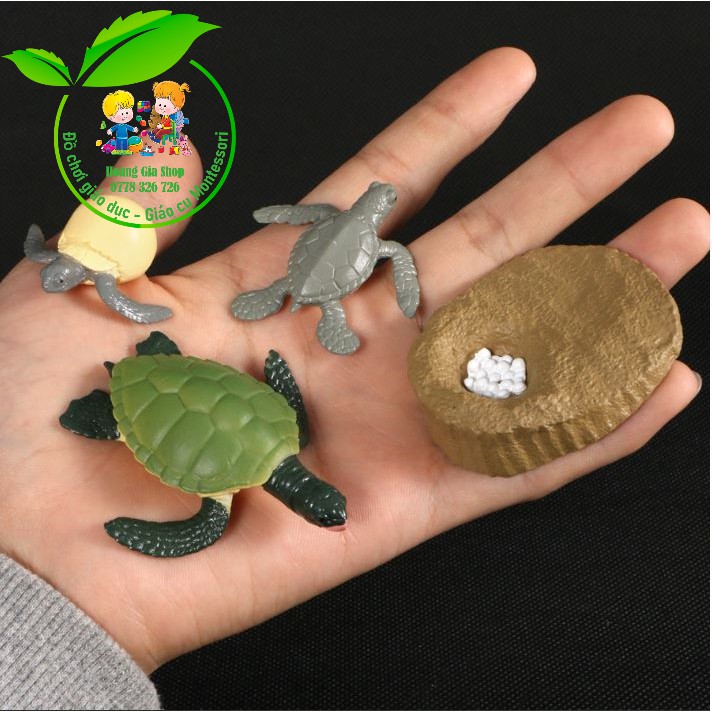 Vòng đời của rùa - Turtle life cycle