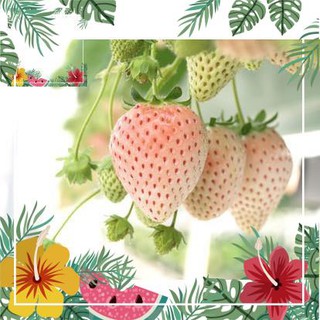 Green Garden -- Hạt giống dâu tây trắng - tặng kèm 1 gói hạt giống ngẫu nhiên ! o.Ô >< .