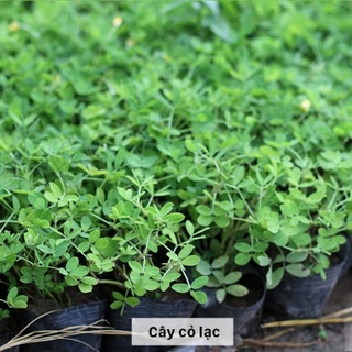 Hạt cỏ thảm lạc dại - gói 100g