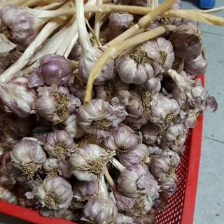 TỎI BẮC NGON 500gr