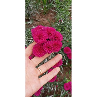 cây giống hoa nhiều màu