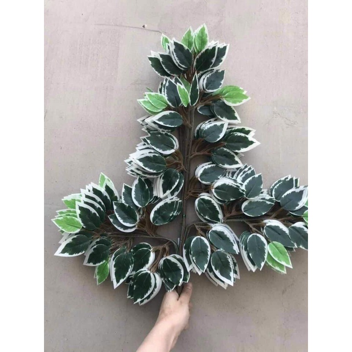 150 cành lá si xanh