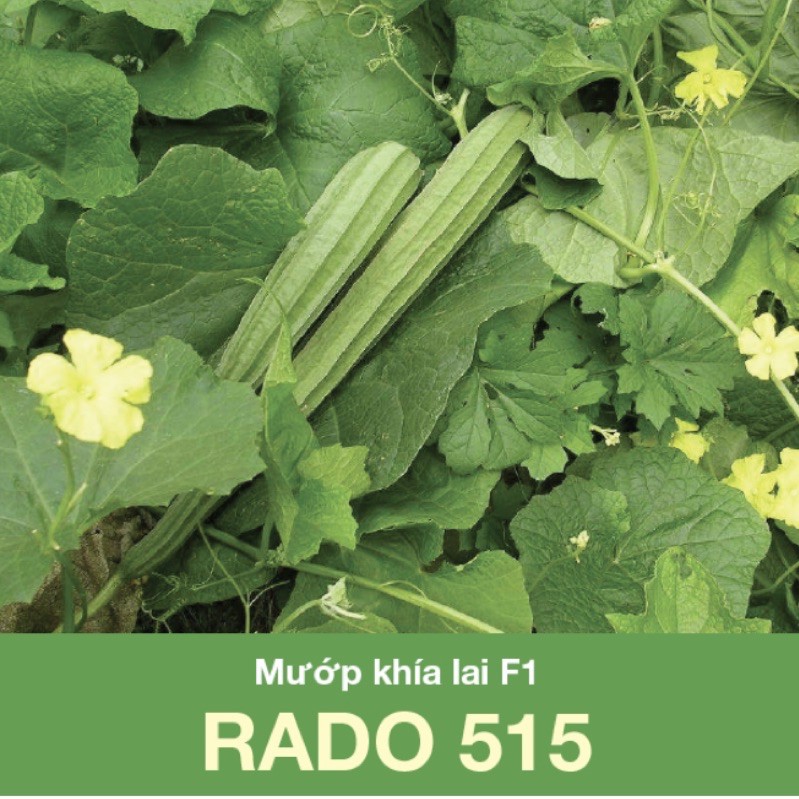 [Nảy mầm tốt] Hạt giống mướp khía Rado 515
