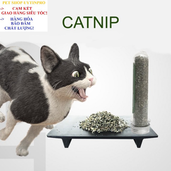 ỐNG CỎ BẠC HÀ MÈO Catnip HahaleỐng Cỏ Bạc Hà Mèo Cat mint Hahale