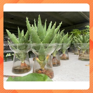 Cây nha đam thuỷ sinh, nha đam kiểng