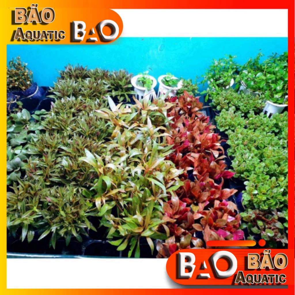 Combo 5-20 bó Cây thuỷ sinh cắt cắm lá cạn (60-400 ngọn) Cây thủy sinh dễ trồng