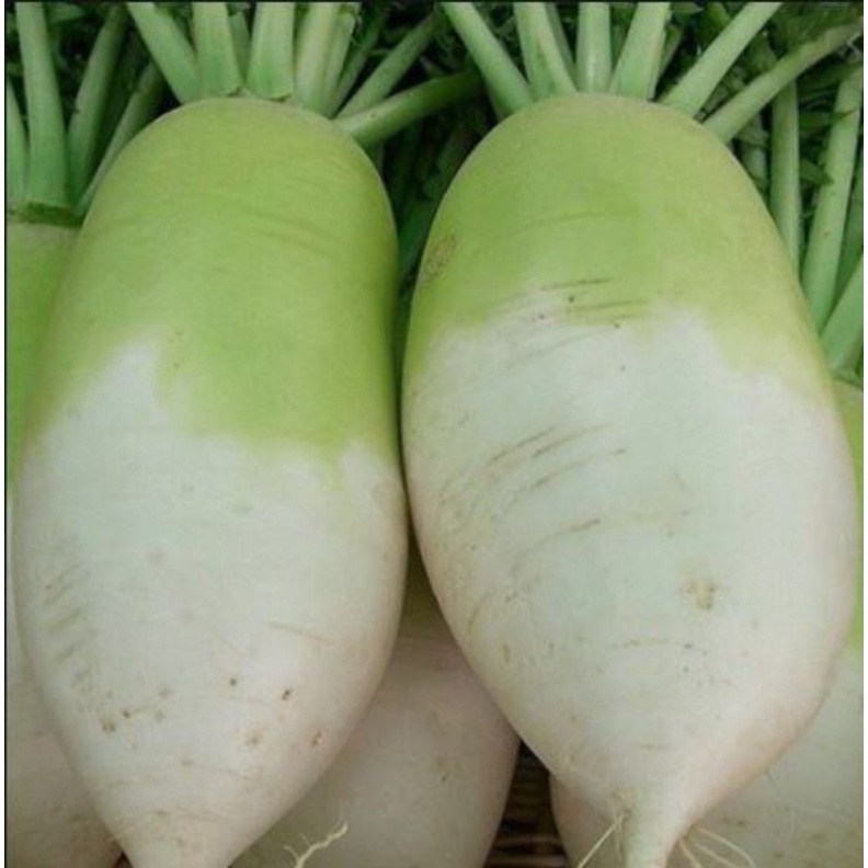 Hạt giống củ cải hàn quốc