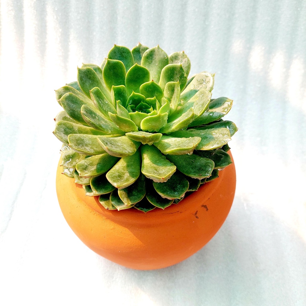 Chậu đất nung, Chậu sen đá - Chum lùn, đường kính miệng 14cm, chiều cao 15cm