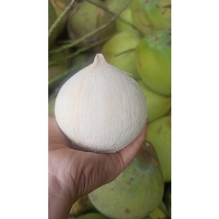 DỪA XIÊM TRỌC - size 400gr trở lên