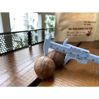 Hạt macca Đăk Lăk size >22