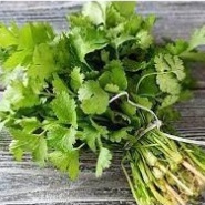 Hạt giống rau mùi ta (tặng kèm phân)