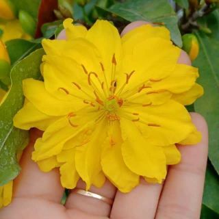 cây mai con giống giảo zin ( mai giảo thủ đức) mai vàng