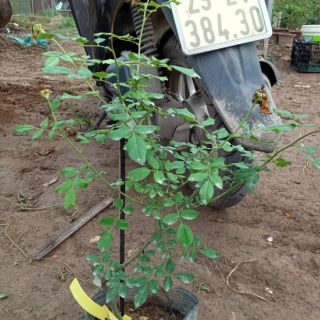 Cây bầu giống hoa ngoại nội