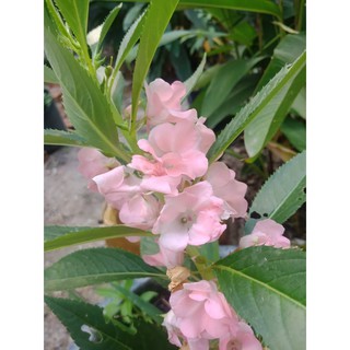 Gói 50 hạt hoa móng tay hồng