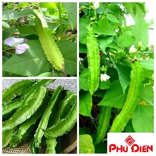 10 Hạt giống đậu rồng PHÚ ĐIỀN