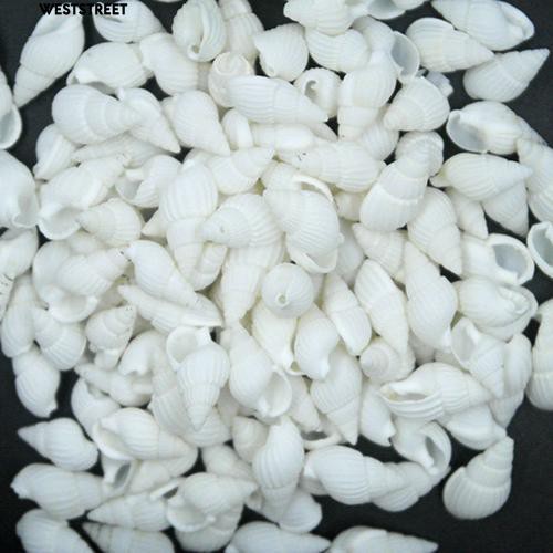 Set 100 vỏ ốc biển trang trí tuyệt đẹp tiện lợi
