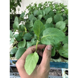 Cây giống Cà Tím trái dài (chỉ giao hỏa tốc TPHCM)