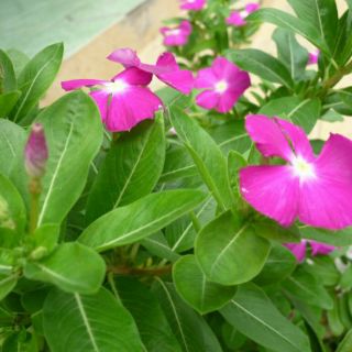 Hạt giống hoa Dừa Cạn Hồng RADO cao cấp, dễ chăm sóc, mau ra hoa