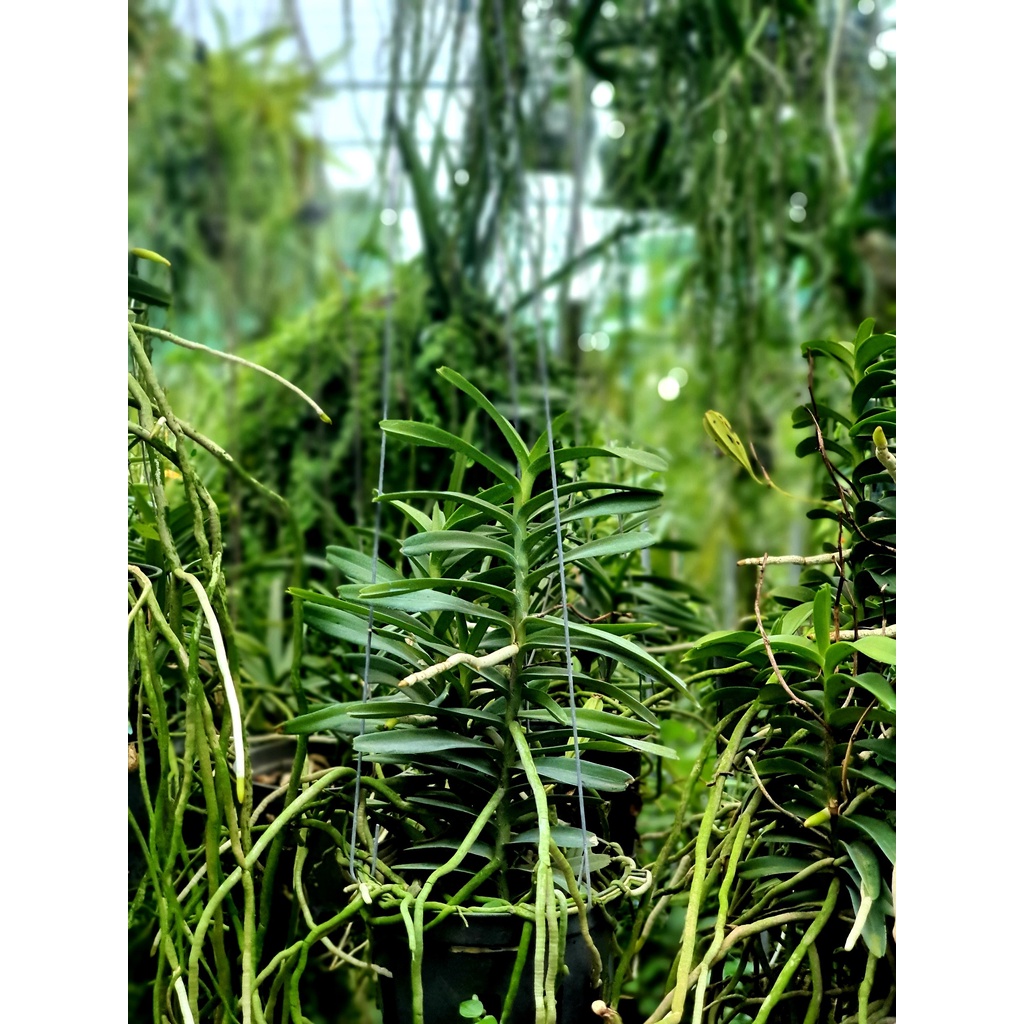 Lan Cù Lao Minh - Loài Lan Đặc Chủng Của Việt Nam