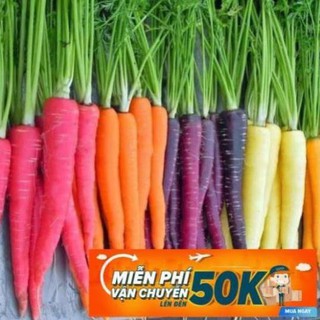 100 Hạt giống Cà rốt nhiều màu (tặng gói kích nẩy mầm và hướng dẫn) LuckyseadTG