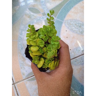 Sen đá sedum vảy ốc