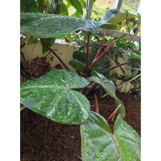 Cây trầu bà đế vương đỏ