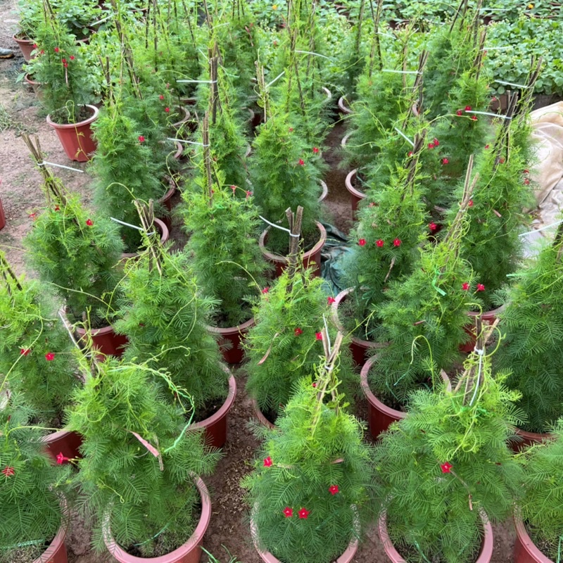 Cây hoa sao thân leo cao 70cm, cây hoa leo giàn trang trí sân vườn và ban công tạo bóng mát