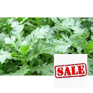 Gói 10 gr hạt giống rau cải cúc bốn mùa SALE