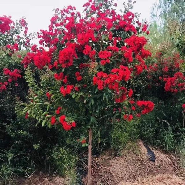 Tường vi đỏ Huyết Long