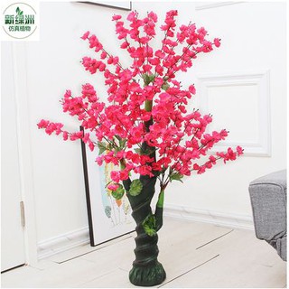 Cây Hoa Anh Đào Cao 1m3