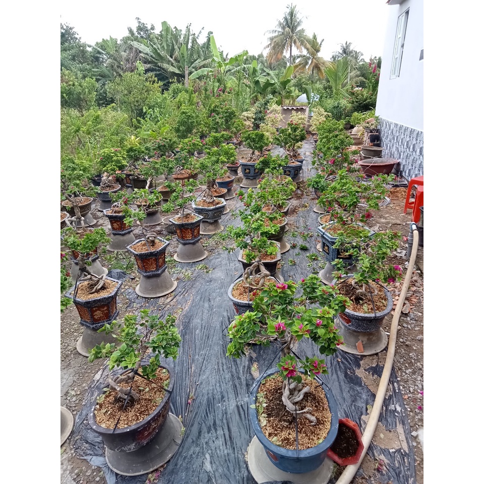 Khuôn chậu cảnh bể khánh chữ nhật mini