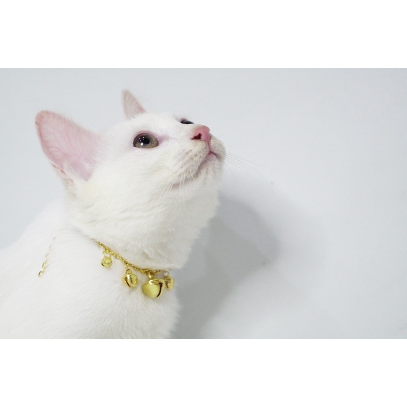 Vòng Cổ Kim Loại Mạ Vàng Siêu Sang Cho Boss