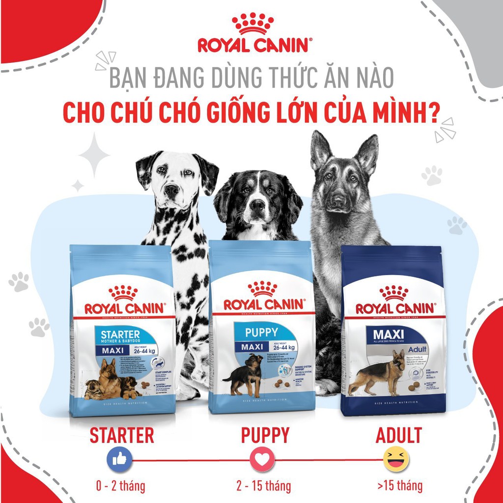 ROYAL CANIN - MAXI ADULT [ CHÍNH HÃNG ] - Thức ăn dành cho chó trưởng thành từ 25-44 kg